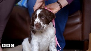 Meet The Pups - New Home