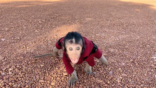 Naughty Baby POPO Very Angry And Scre@m So Loud | Monkey TavTav