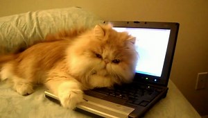 Kitty says " Don't touch MY computer "