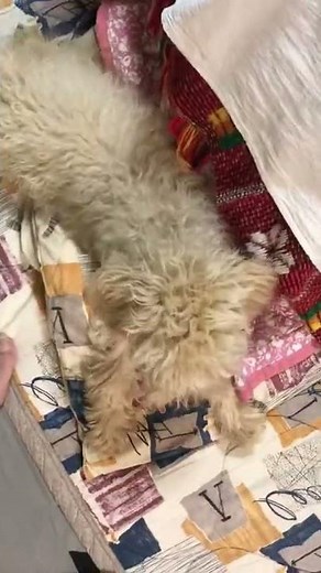 #shorts トイプードル