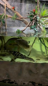 1.5K views · 13 reactions | Splish splash, Jasmine's having a blast!  Watch our Asian water monitor cool off with her fish pals at Reptilia!  #ReptiliaZoo #WaterMonitor #SwimSession #AnimalFriends #Reptilia #wildlife #trendingreels #animals | Reptilia | Facebook