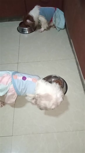 Sobrang excited ang Choco fam kumain dahil sa inilagay kong toppings sa kanilang dogfood #thechocolatesfamily #shihtzu | The Chocolates Family