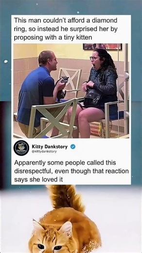 pov: he really gave her a kitten instead of a ring 😭 | funny memes | dank memes | viral memes