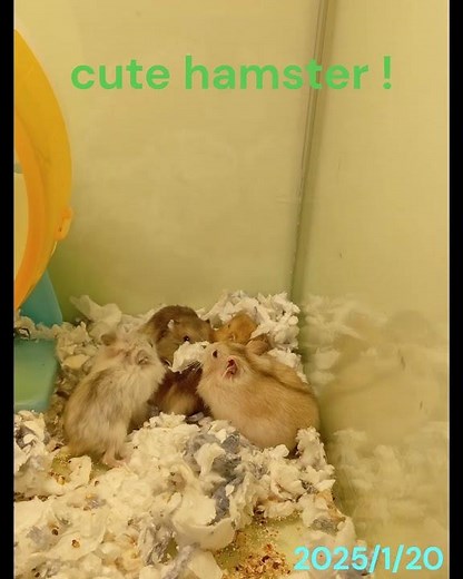 Buying a hamster at a pet store