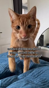 3.6K views · 112 reactions | Do you shout at your cat? 梁 . . . . . #catreels #funnycat #cat #cats #catsofinstagram #catstagram #catlover #catlife #instagram #catlovers #kitten #instacat #kitty #pet #cute #love #meow #catoftheday #pets #kitten #animals #catlove #cutecat #petsofinstagram #kittensofinstagram | Cat Lovers Club | Facebook