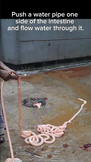 How to clean Beef Intestine #food #therosui