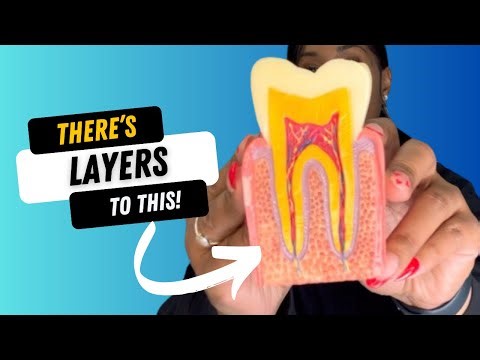 Basic layers of the Teeth 😬