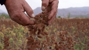 Cocklebur cru ou strumarium Xanthium : vidéo de stock (100 % libre de droit) 1104050681 | Shutterstock