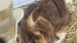 5.9K views · 218 reactions | Sweet guinea pigs come with their own cage gentle loving good with everyone. Both little boys about a year old. I am sorry I did not realize the other one was hiding but they do need to be adopted together. for adoption at TLC Animal Shelter, 13016 W 151st Street, Homer Glen, Illinois, 60491 | Tender Loving Care Animal Shelter | Facebook