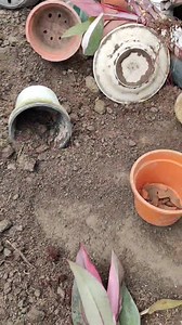 Pink princess 🤩🤩 #plantlove #plantsmakepeoplehappy #plantlife #housedesign #decoration #roomdesign #plantsofinstagram | Xian Garden