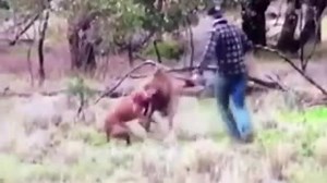 Un hombre "boxea" contra un canguro para salvar a su perro.