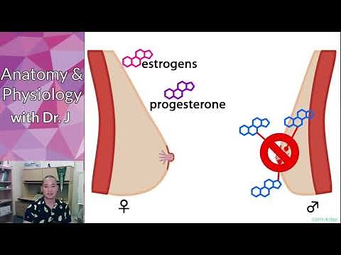 PHYL 142 | Reproductive (Female) | Female Breast Development