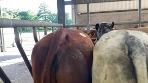 Breeding heifers - all colours, shapes and sizes | Thatsfarming.com