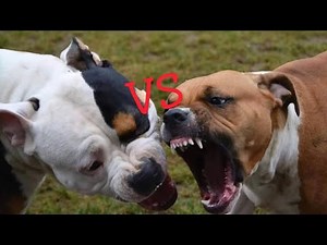 Dogo Argentino vs Bullmastiff Dog Comparison by Dog Tubed