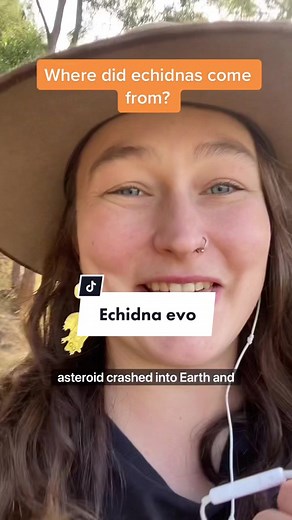 Reply to @zoe_kean_sci more monotreme history! #monotreme #platypus #echidna #zoology #evolution #evolutionarybiology #biology #science #kean4sci #learn #australiananimals #png #papuanewguinea #funfacts #dinosaur #cretaceous #gondwana