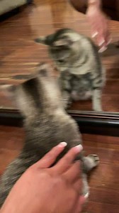 What Kind Of 🐞 Kitty Trying To Eat 🫤 #MsCalCal #Bugs #mirrorselfie | Carolyne Haynes-Williams