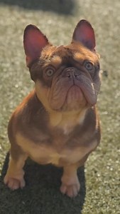 251 reactions · 10 comments | 8 TRACK OUTSIDE, SUCKING UP SOME OF THIS BEAUTIFUL SUNSHINE❤️❤️❤️❤️❤️❤️✨ #frenchie #frenchielife #frenchielove #fypシ #frenchieworld | Blue Buddha Frenchies LLC | Facebook