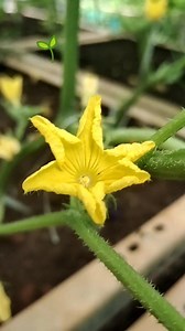 2.7K views | Easiest way to remember Male and Female Flowers in 勒 Cucumber. Start growing plants. Visit www.mydreamgarden.in . contact us on 7349181777 , 8861950777 | My Dream Garden | Facebook