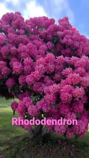 Rhododendron