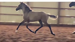 Matchmakers!! Especially if you’re at the Devon Horse Show - come check out our Youngstock | Watermark Farm