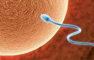 El sistema reproductor