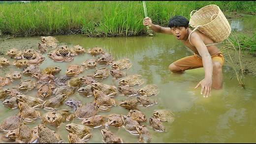 1.4K views · 12 reactions | chatch frog for food - eating frog so dilecious in forest | CHEF GIRL | Facebook