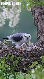 A mother's love is universal! A black-winged kite was spotted feeding her chicks with much care and tenderness in Shouguang, east China's Shandong Province. #bird #biodiversity | VideoChina