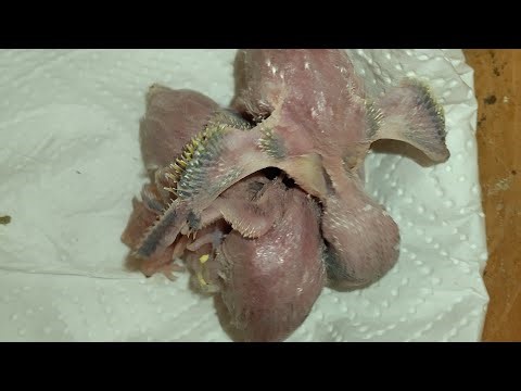 Baby budgies growing well see live