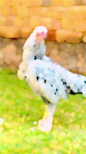 cockandhen beautiful cock beautiful hen beautiful hencock #foryou #hen #cock #henvidekgrow #hencock