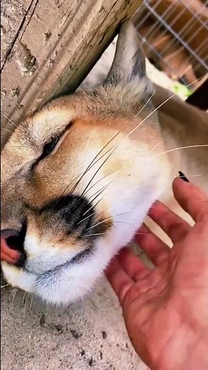 Puma Purring! ASMR ADORABLE