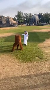 Hasbulla with a monkey | Hasbullah The Boss