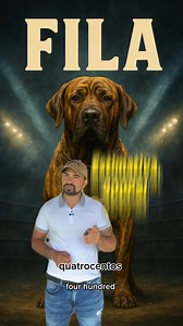 Fila Brasileiro 🐾 x Tosa Inu 🐾Dois gigantes, duas funções.Um guardião de território, outro gladiador silencioso.Quem segura mais?#FilaBrasileiro #TosaInu #CãoDeGuarda #CãoDeCombate #ForçaCanina #CanilFoxRio #CãesDeTrabalho #Brasil #Japão | FOX RIO