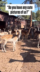 We love taking silly .5 perspective photos! #deer #fallowdeer #reindeer #deerfarm #goat #pointfive #deerpark #williamsaz #flagstaffaz #zoo | Grand Canyon Deer Farm