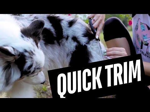 Grooming An Australian Shepherd (QUICK CUT)