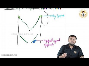 18. Superficial Inguinal Lymph Nodes | Drainage Areas, Surface Anatomy | NEET PG/FMGE/USMLE