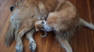 59K views · 4K reactions | Dog and kitten share incredible bond! | Rumble | Facebook