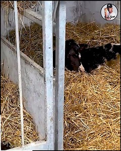 Machine Calf Feeding signifies progress in farm practices | TOPSON