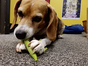 Saving seeds or eating okra? You decide. Hope to see you all in a couple of hours for some seed swapping! | Sow True Seed | Facebook