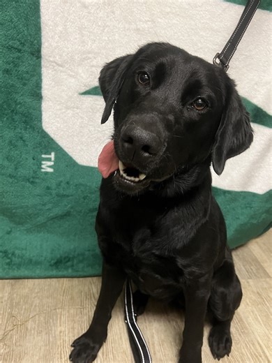 ***Intake Alert - Welcome Zoe!*** We've been sooo busy already! 7 dogs in 7 days! Meet 1 year old Zoe who came to us from Coshocton - sweet and eager to please but full of energy she needs to burn off. We're happy to have her and we'll make sure this little girl gets into the best of Forever homes after her vetting and some time in a foster home! | Lake Erie Labrador Retriever Rescue, Inc.