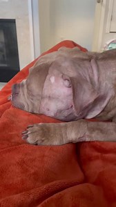 1.6K views · 62 reactions | June Bug medical update! Our sweet girl...