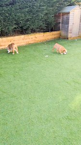 Tip of the day! A 20 minute sniffing session is the equivalent of a 1 hour walk 😎 #bulldogpabs | BulldogPabs