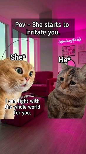 mewwties on Instagram: "She is giving me the taste of my own medicine.濫冷 . Follow @mewwties for more.✨ . . . . . . . . #cats #catsofinstagram #love #couple #couplegoals #relationshipgoals #wife #husband #girlfriend #boyfriend #trending #explore #explorepage #relatable #viral #meme #memes #reelitfeelit Does your girl irritates you like this ?"