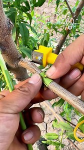 Pruning made easy with this beast 💪🌱 | Best Choice