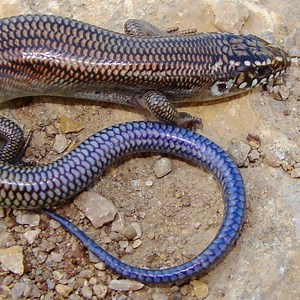 4 Skinks Found in West Virginia! (ID Guide)