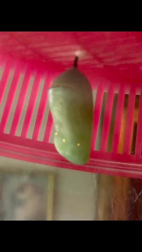 Gold Markings. The beautiful gold markings are air holes. | Mary Jo Nelson