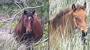 Wild horses living in complete isolation spotted in Carova, North Carolina