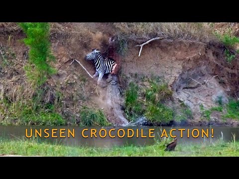 Unseen Crocodile action! Nile Crocodile plunges 10+/- meters into the Sabie River with Zebra kill...