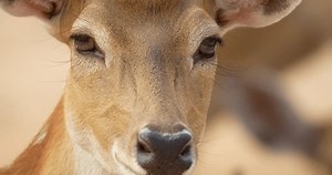 Fawn Vietnamese Indochinese Sika Deer Deer: video stock (100% royalty free) 3478412945 | Shutterstock