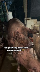 329K views · 2.1K reactions | #duroc #breedingseason #standingheat #barako #inahingbaboy #fypviralシ #followersreels #highlights #foryouシ #viralvideochallenge | Archer Pig Farm | Facebook