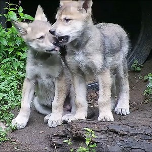 127K views · 10K reactions | Wolves are kind. Wolves are supportive. Wolves are affectionate. Be like a wolf  | Wolf Conservation Center | Facebook